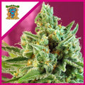 SAD F1 FEM X25-SWEET SEEDS