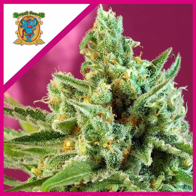 SAD F1 FEM X25-SWEET SEEDS
