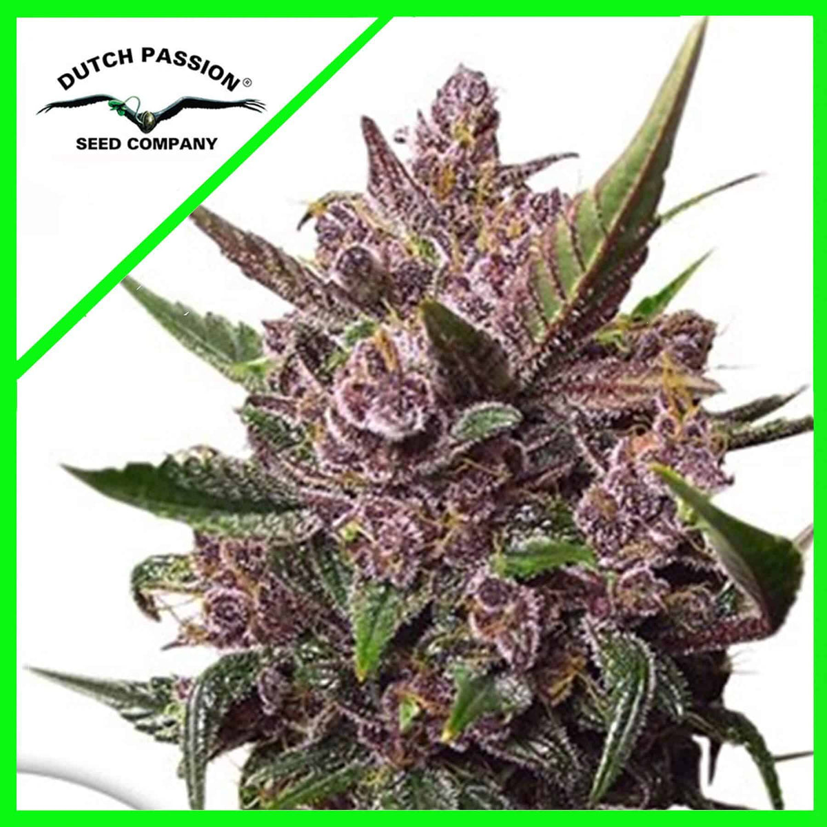 BLACKBERRY KUSH AUTO X7-DUTCH PASSION