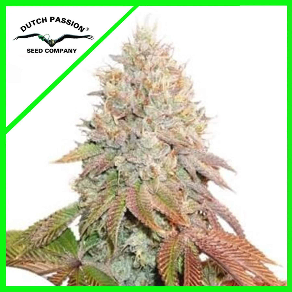 BANANA BLAZE AUTO X100-DUTCH PASSION