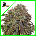 GELATO 41 AUTO X3 SEEDSTOCKERS