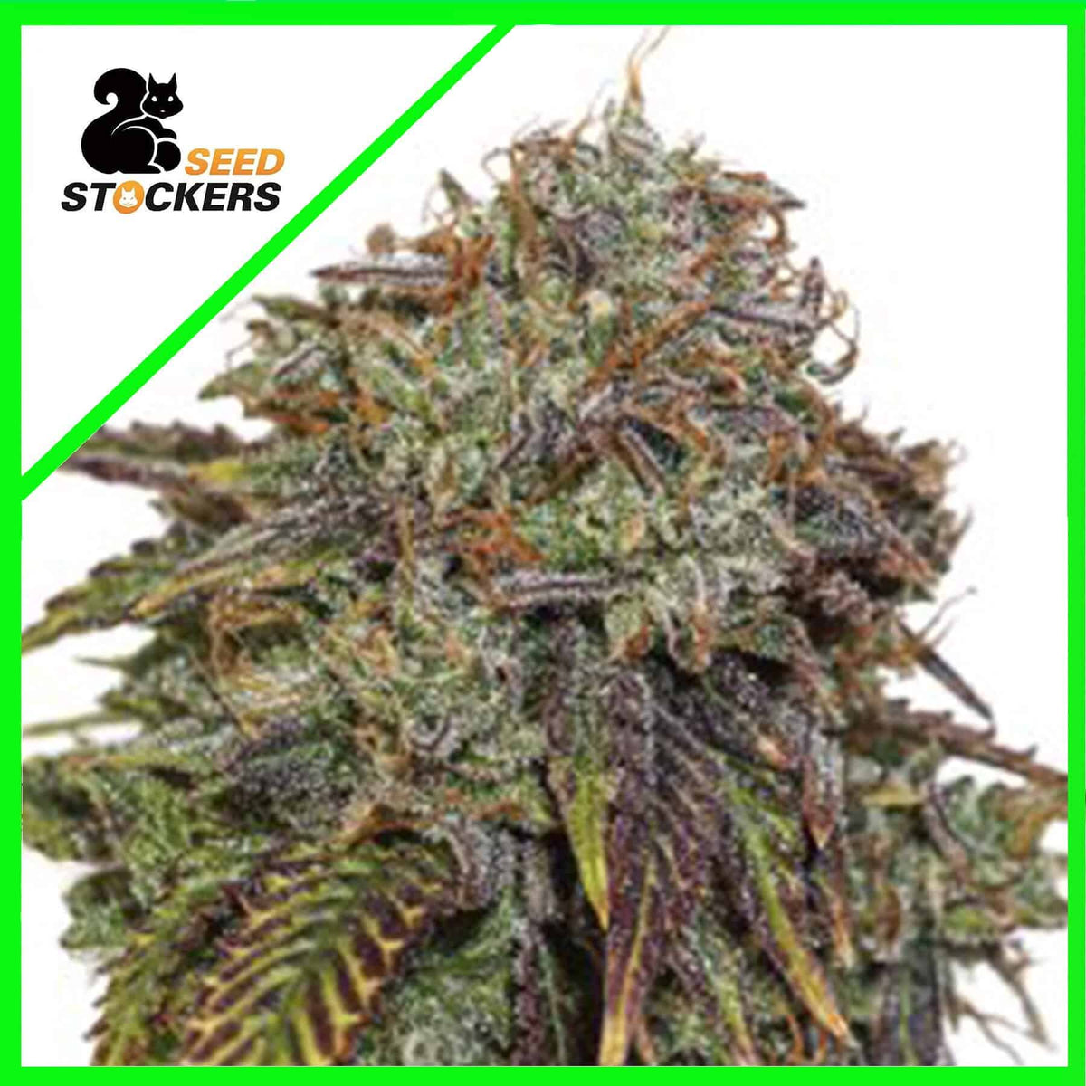 GELATO 41 AUTO X3 SEEDSTOCKERS