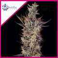 GELATO FEM X3+1-BUDDHA SEEDS