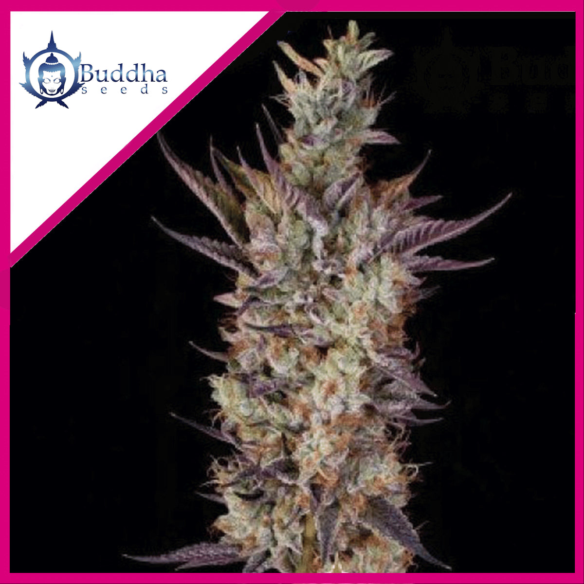 GELATO FEM X3+1-BUDDHA SEEDS