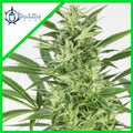 SKUNK AUTO X3+1 - BUDDHA SEEDS