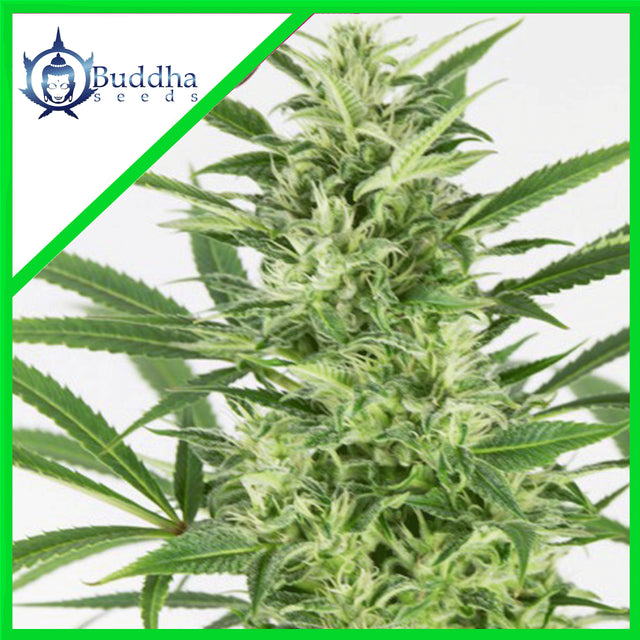 SKUNK AUTO X3+1 - BUDDHA SEEDS
