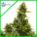 MEDIKIT CBD AUTO X3+1 - BUDDHA SEEDS