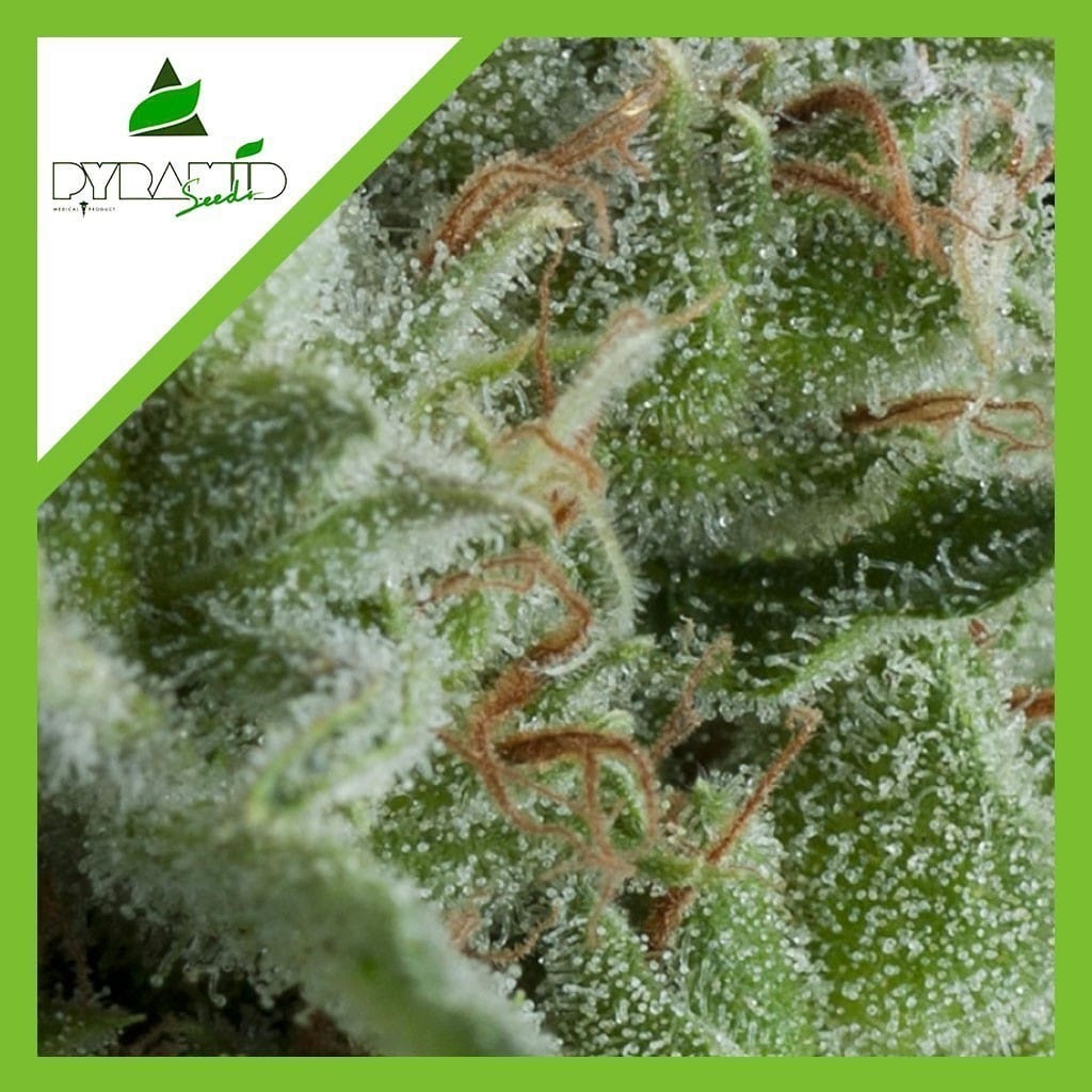 KRYPTONITE AUTO X1- PYRAMID SEEDS
