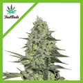 RHINO RYDER AUTO X3-FAST BUDS