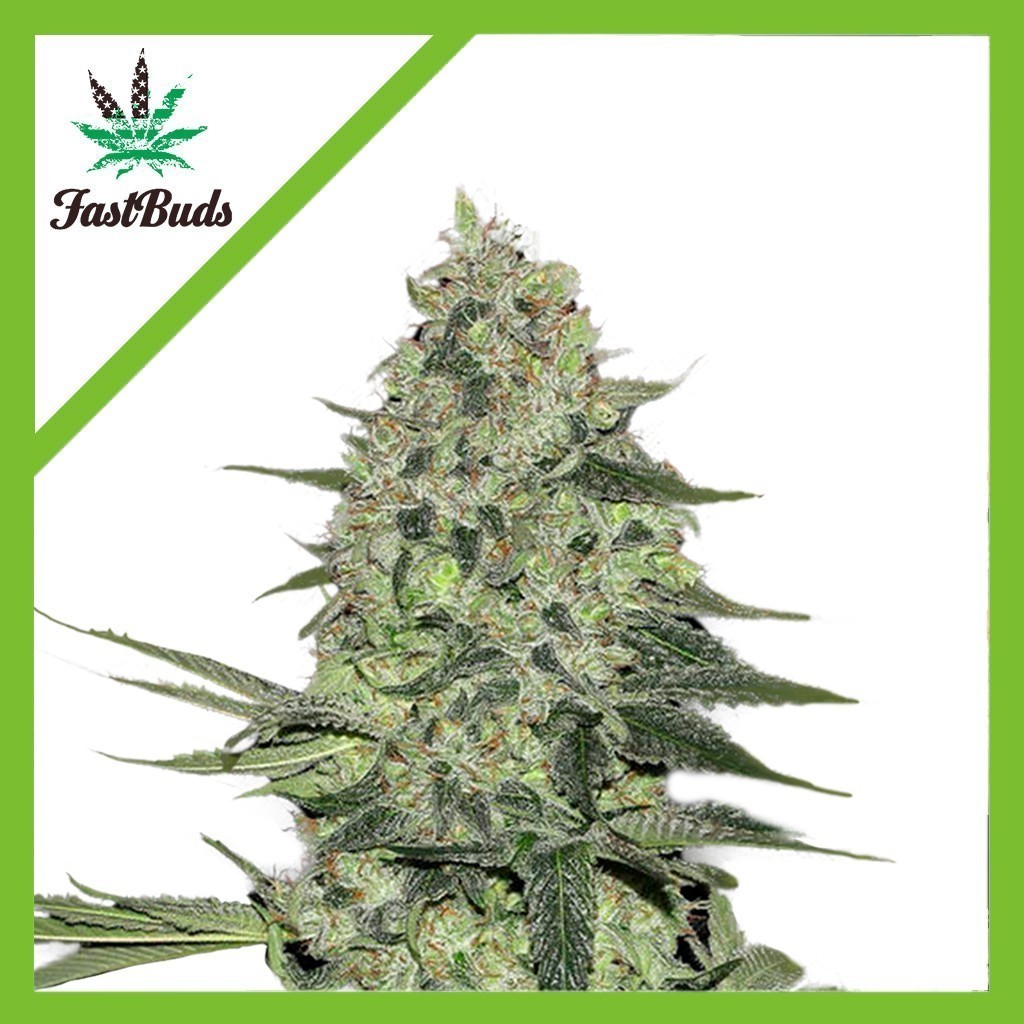 RHINO RYDER AUTO X3-FAST BUDS