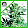 SHIVA SKUNK AUTO X3-SENSI SEEDS