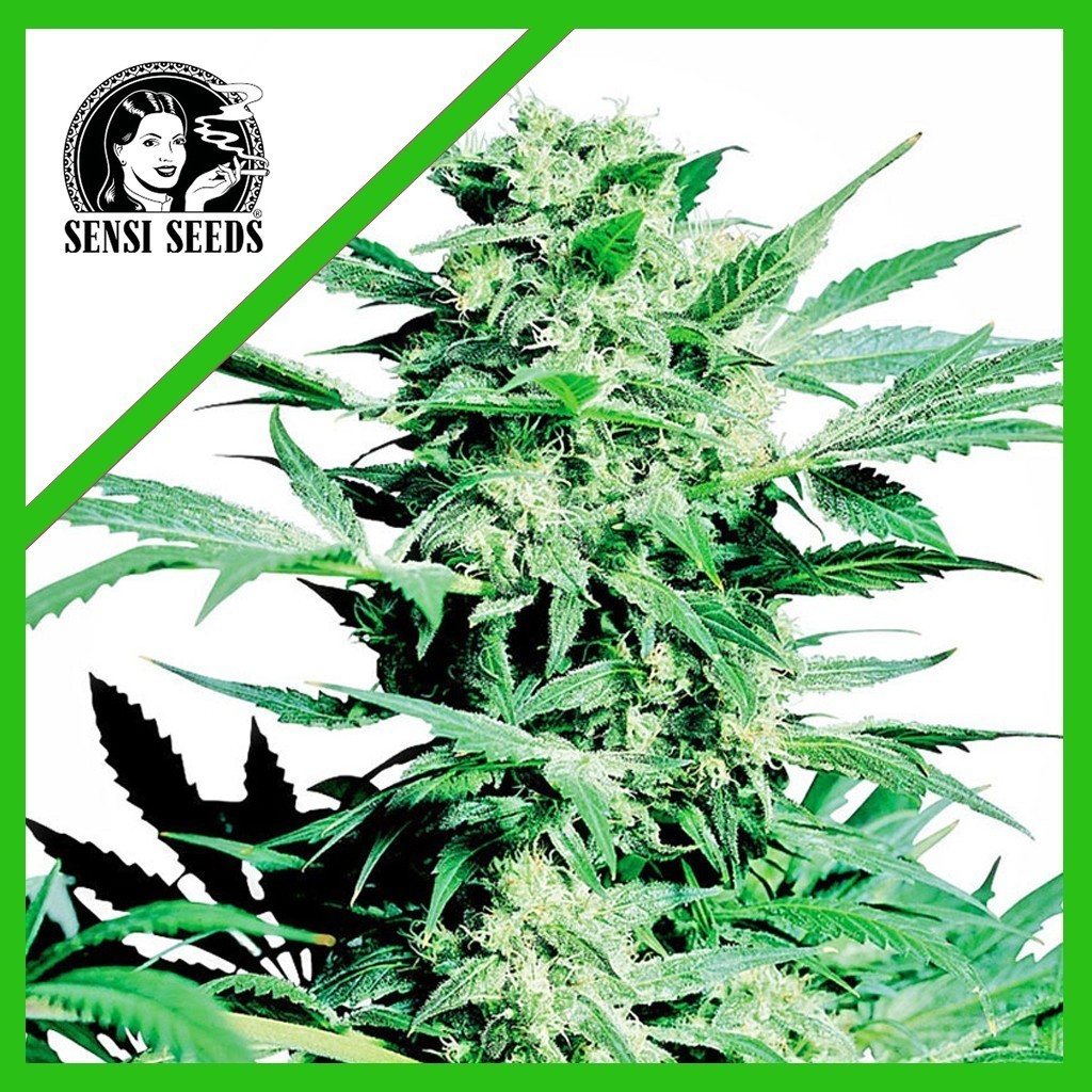 SHIVA SKUNK AUTO X3-SENSI SEEDS