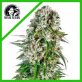 BIG BUD AUTO X3-SENSI SEEDS