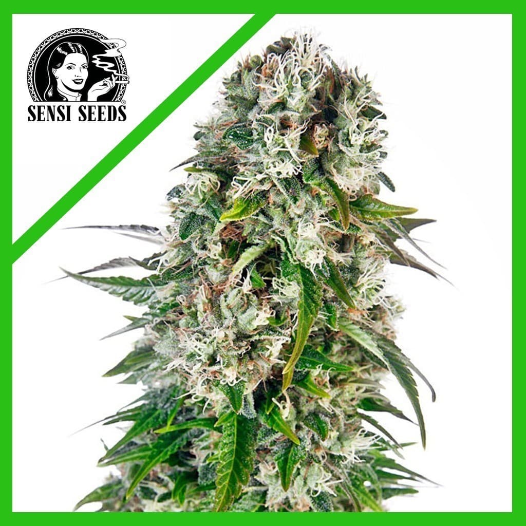 BIG BUD AUTO X3-SENSI SEEDS