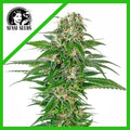EARLY SKUNK AUTO X3-SENSI SEEDS