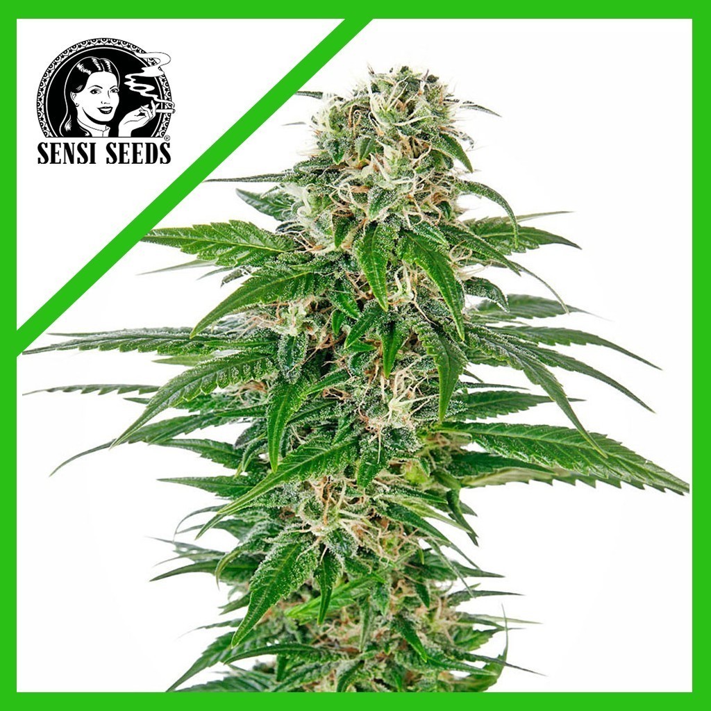 EARLY SKUNK AUTO X3-SENSI SEEDS
