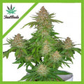 STRAWBERRY PIE AUTO X3-FAST BUDS
