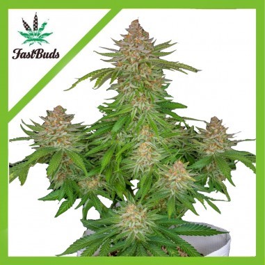 STRAWBERRY PIE AUTO X3-FAST BUDS