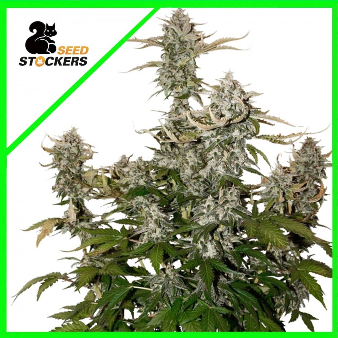 CANDY DAWG AUTO X3-SEEDSTOCKERS