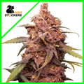 PURPLE PUNCH AUTO X3-SEEDSTOCKERS