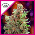 CALIFORNIAN ORANGE FEM X100-DUTCH PASSION