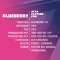 BLUE BERRY FEM X4-BSF