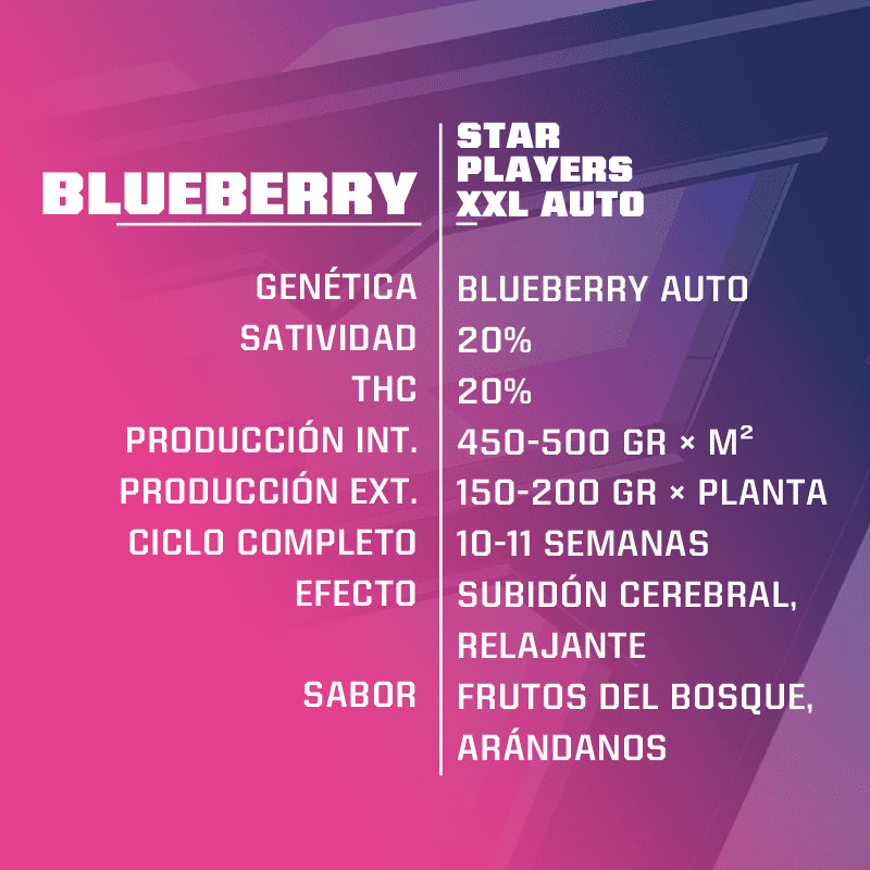 BLUE BERRY AUTO X4 -BSF