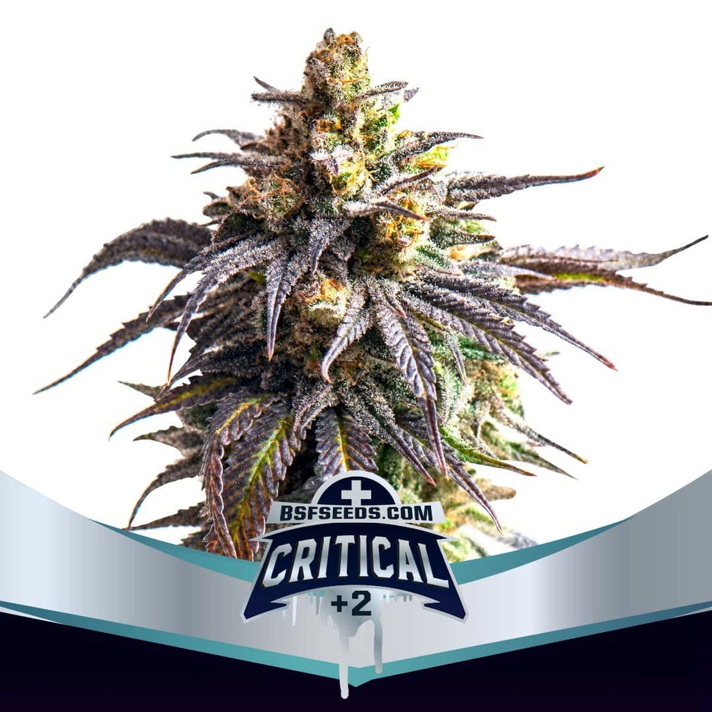 CRITICAL +2 XXL AUTO X4 -BSF