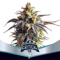 CRITICAL +2 XXL AUTO X4 -BSF
