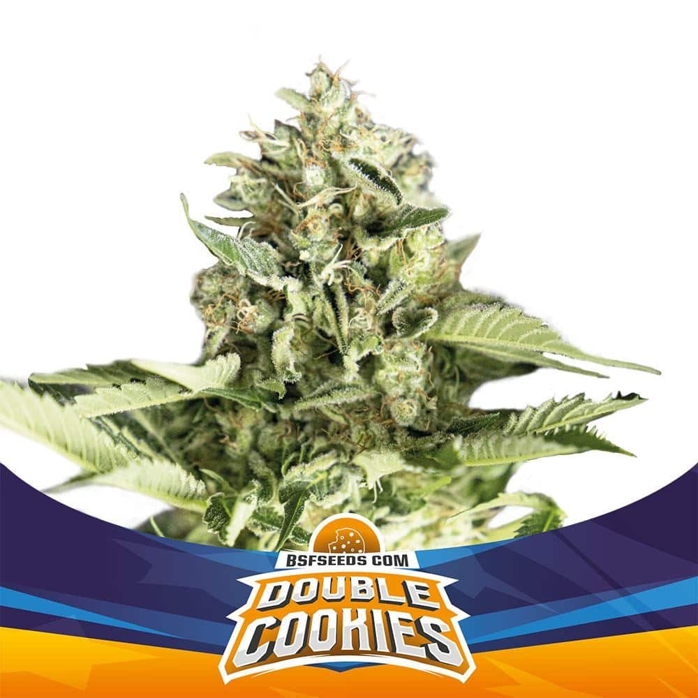 DOUBLE COOKIES SP AUTO X4 -BSF - imagen 2
