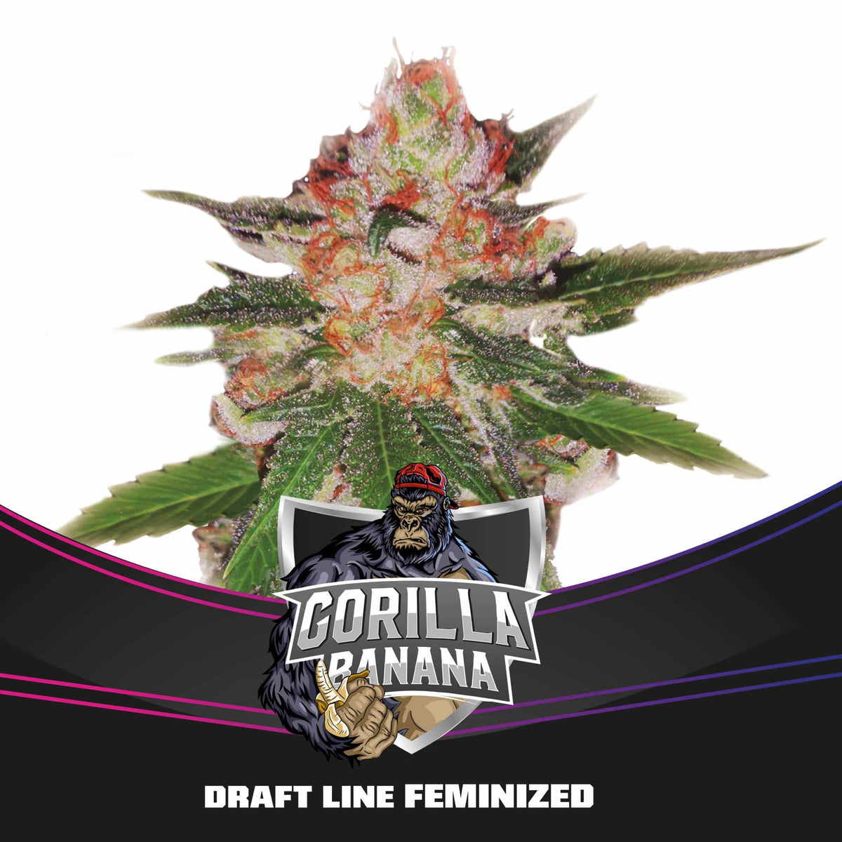 GORILLA BANANA FEM X4-BSF