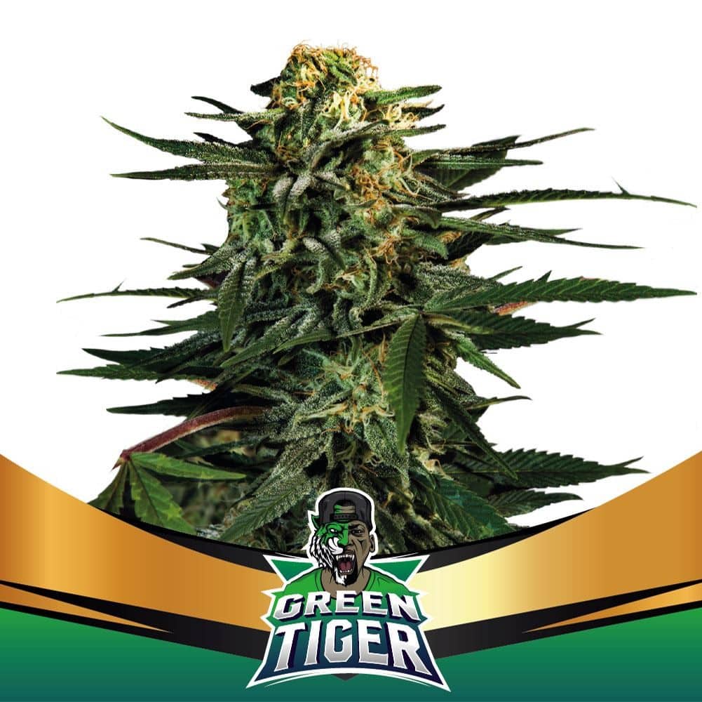 GREEN TIGER FAST FEM X7-BSF