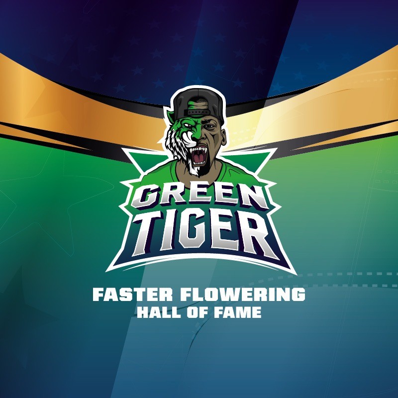 GREEN TIGER FAST FEM X7-BSF - imagen 3
