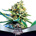 NITRO HAZE FEM X7-BSF