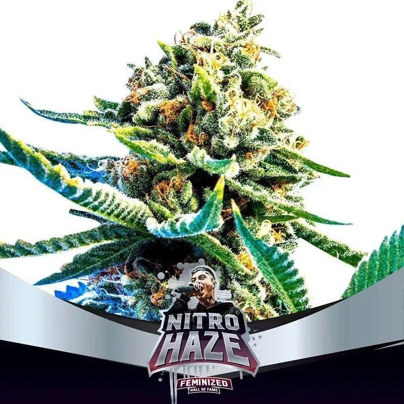 NITRO HAZE FEM X7-BSF