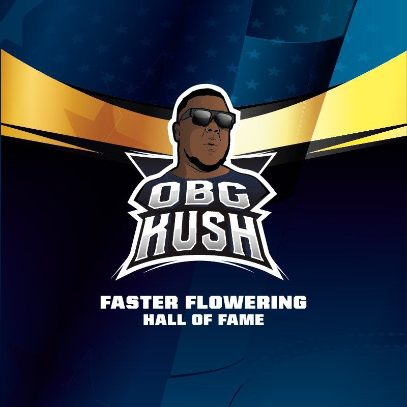 OBG KUSH FAST FEM X4-BSF - imagen 3