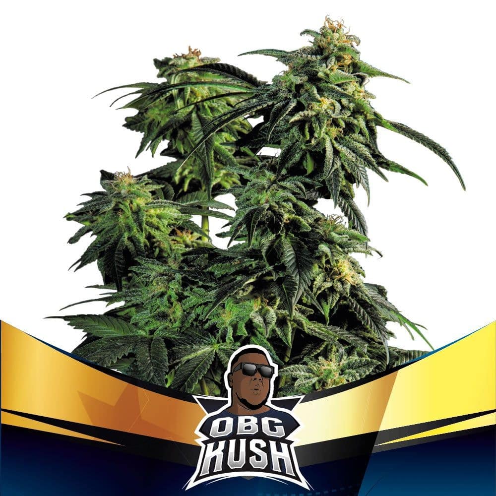OBG KUSH FAST FEM X4-BSF