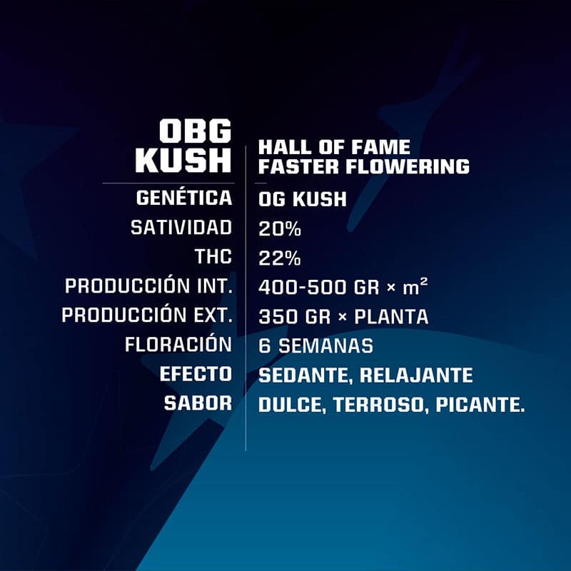 OBG KUSH FAST FEM X4-BSF - imagen 2