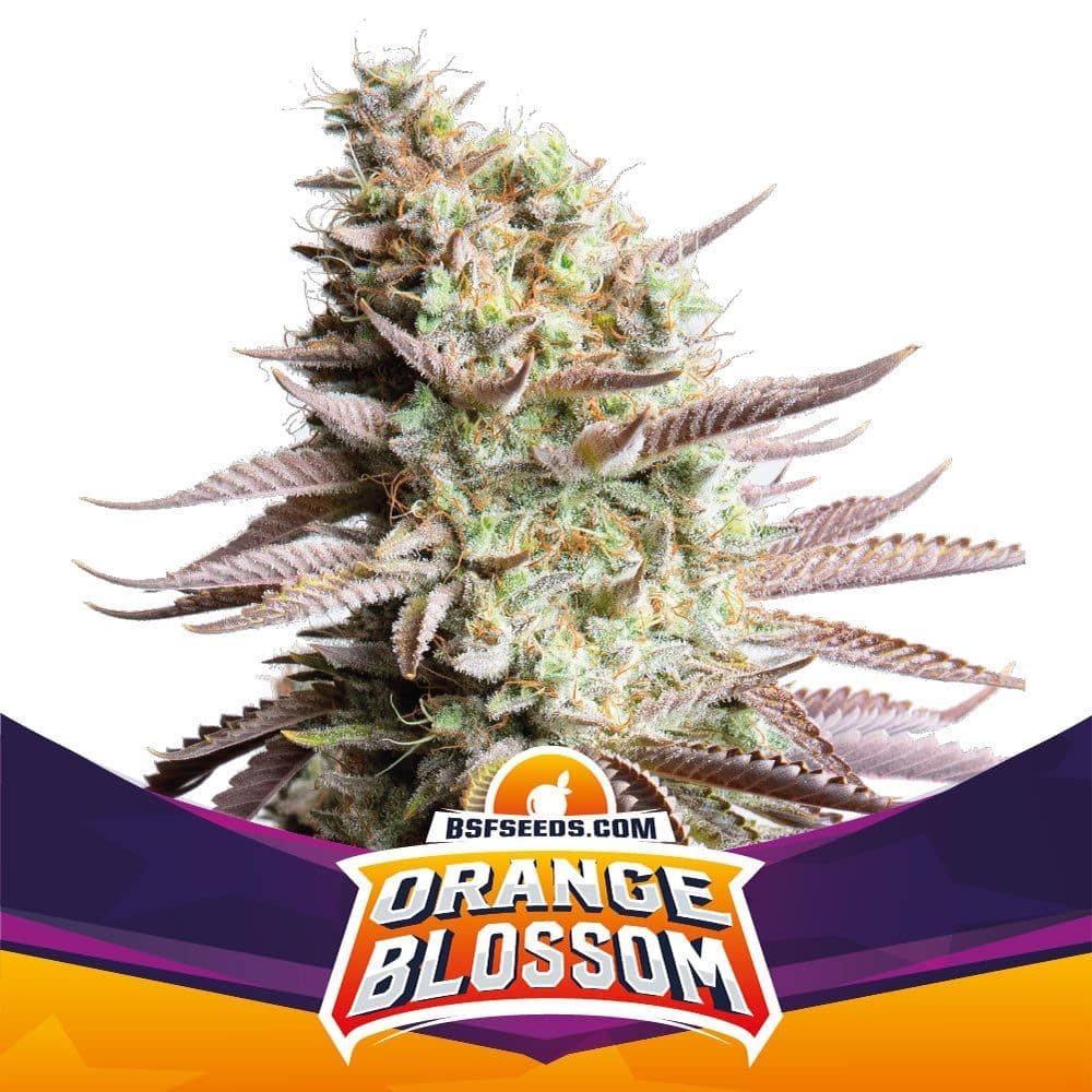 ORANGE BLOSSOM FEM X4 -BSF - imagen 2