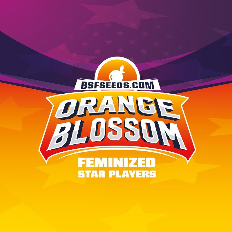 ORANGE BLOSSOM FEM X4 -BSF - imagen 3