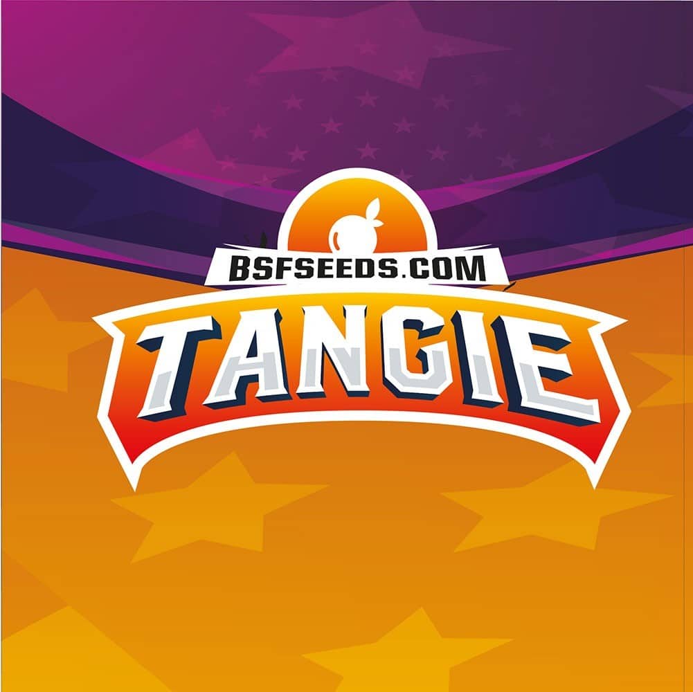 TANGIE FEM X4-BSF - imagen 3