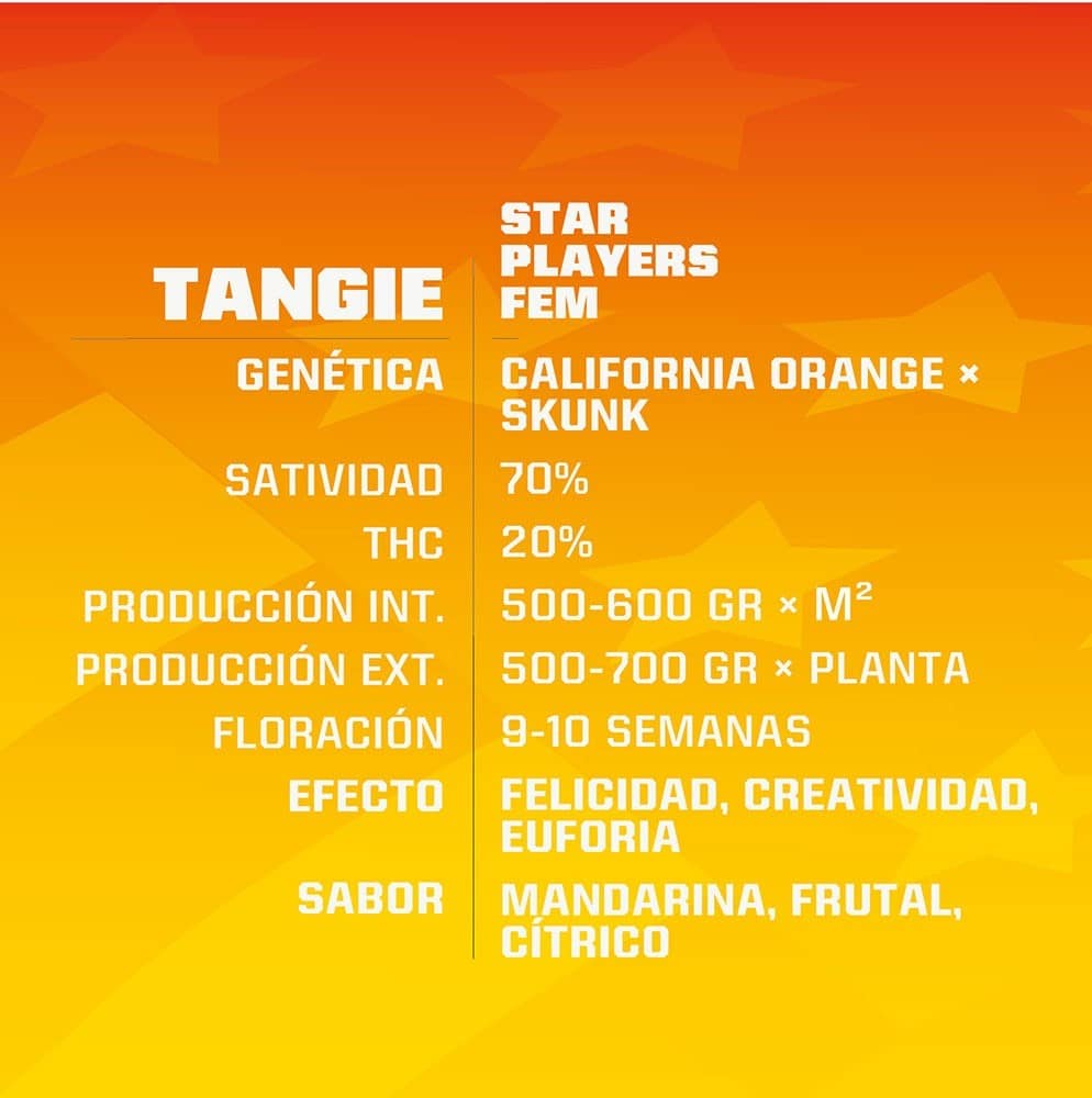 TANGIE FEM X4-BSF - imagen 2