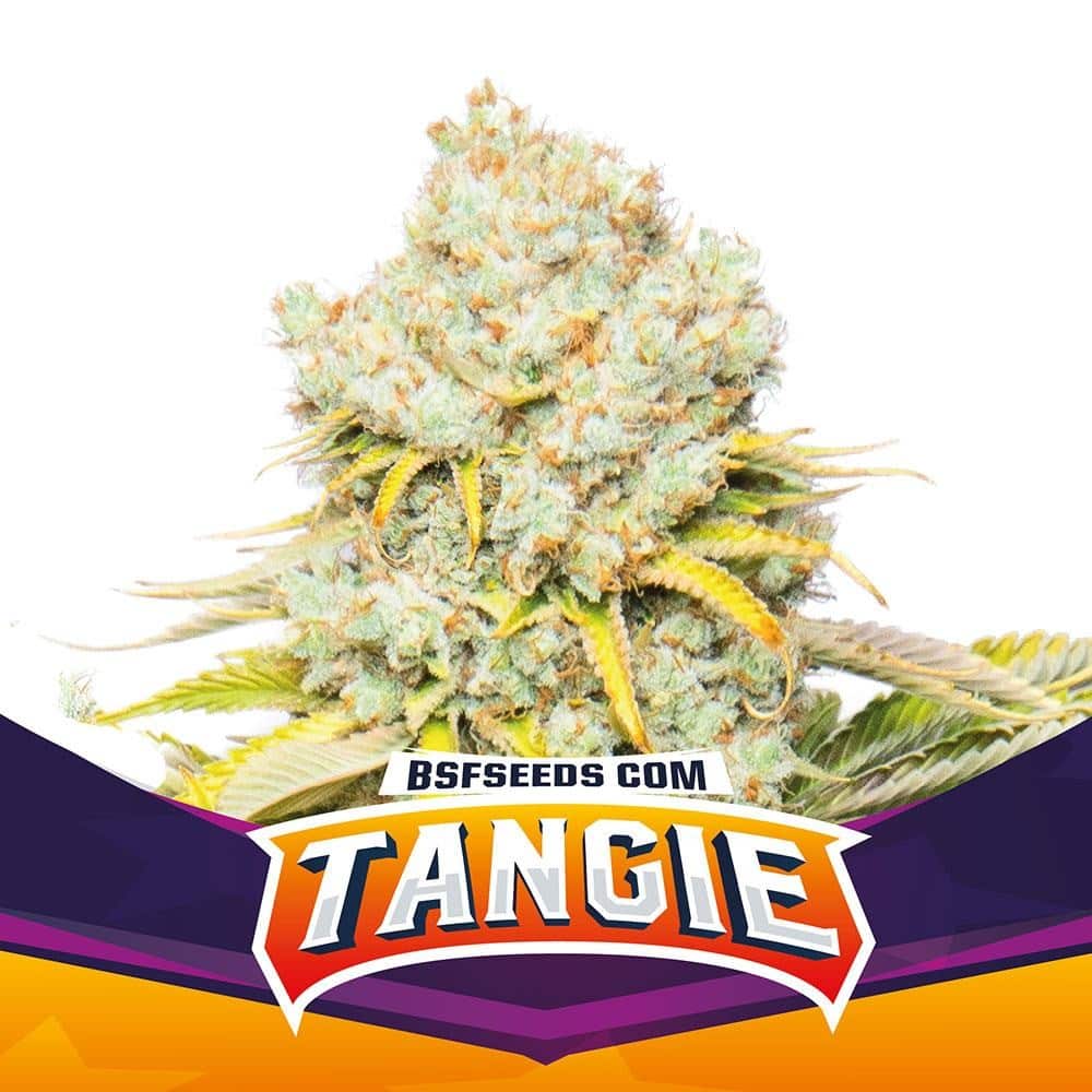 TANGIE FEM X4-BSF