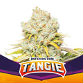 TANGIE FEM X4-BSF