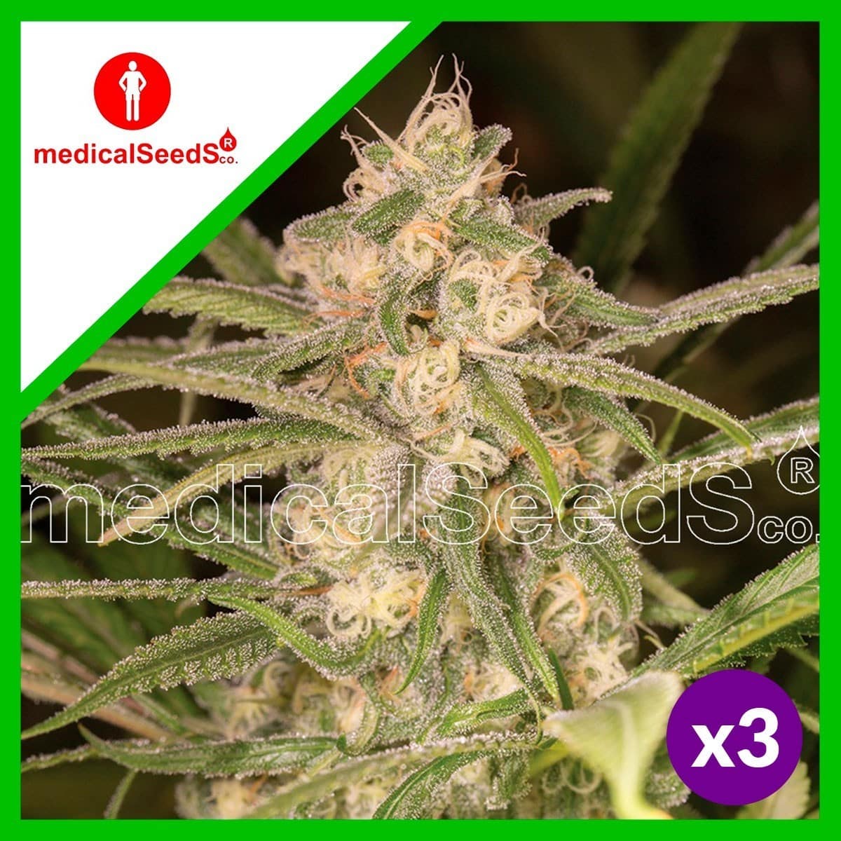 NO NAME AUTO X3+2-MEDICAL SEEDS - imagen 2