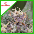 BLUE HELL AUTO X3+2-MEDICAL SEEDS