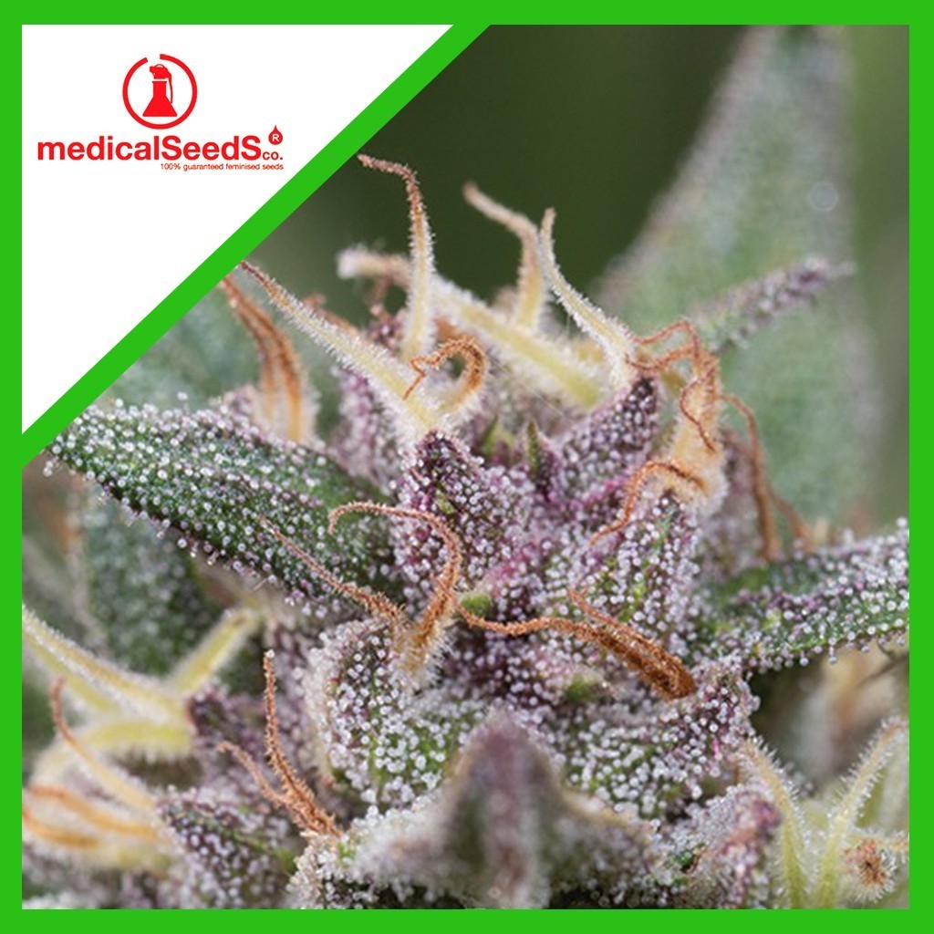 BLUE HELL AUTO X3+2-MEDICAL SEEDS