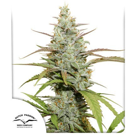 MOKUM´S TULIP AUTO X3-DUTCH PASSION
