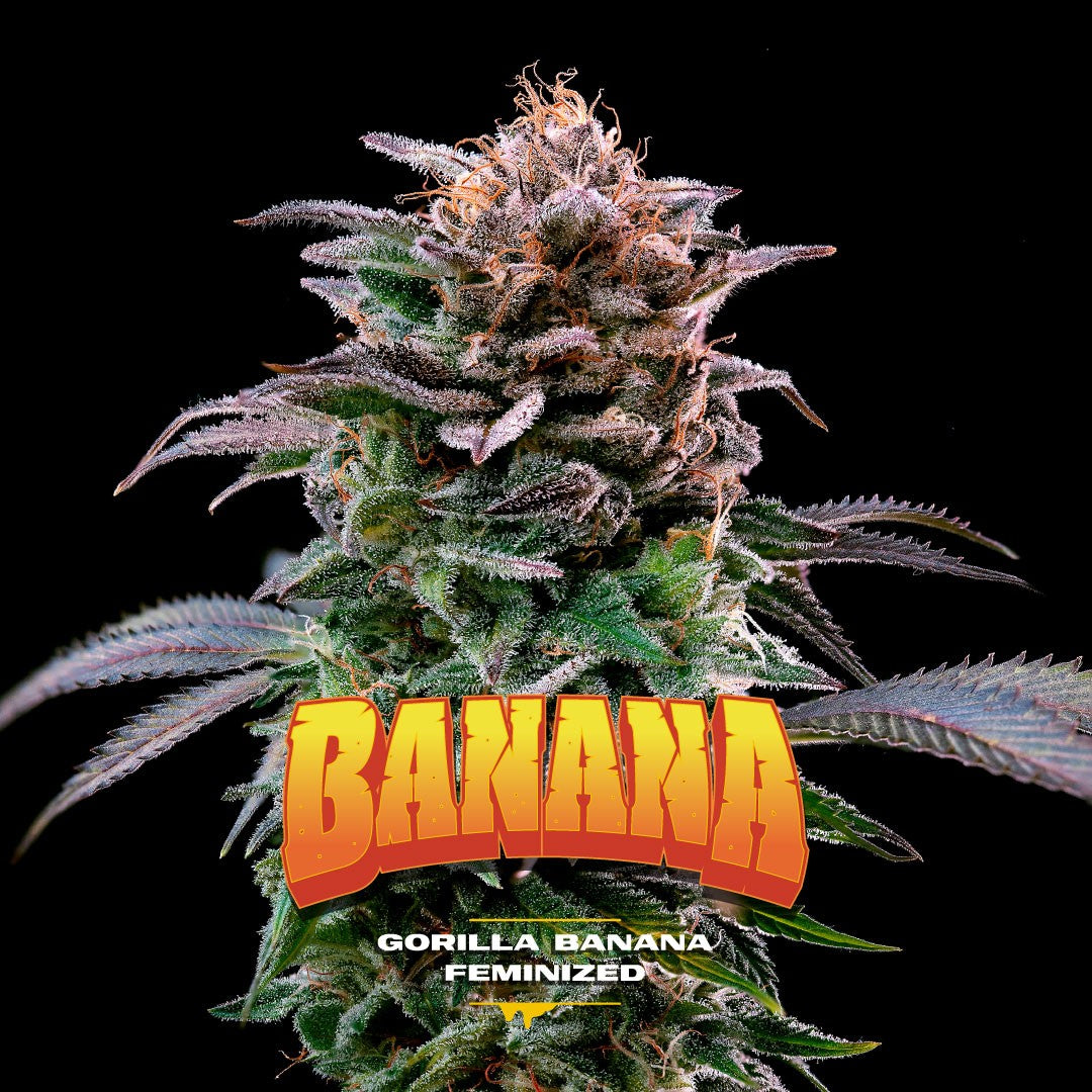 GORILLA BANANA FEM X7-BSF