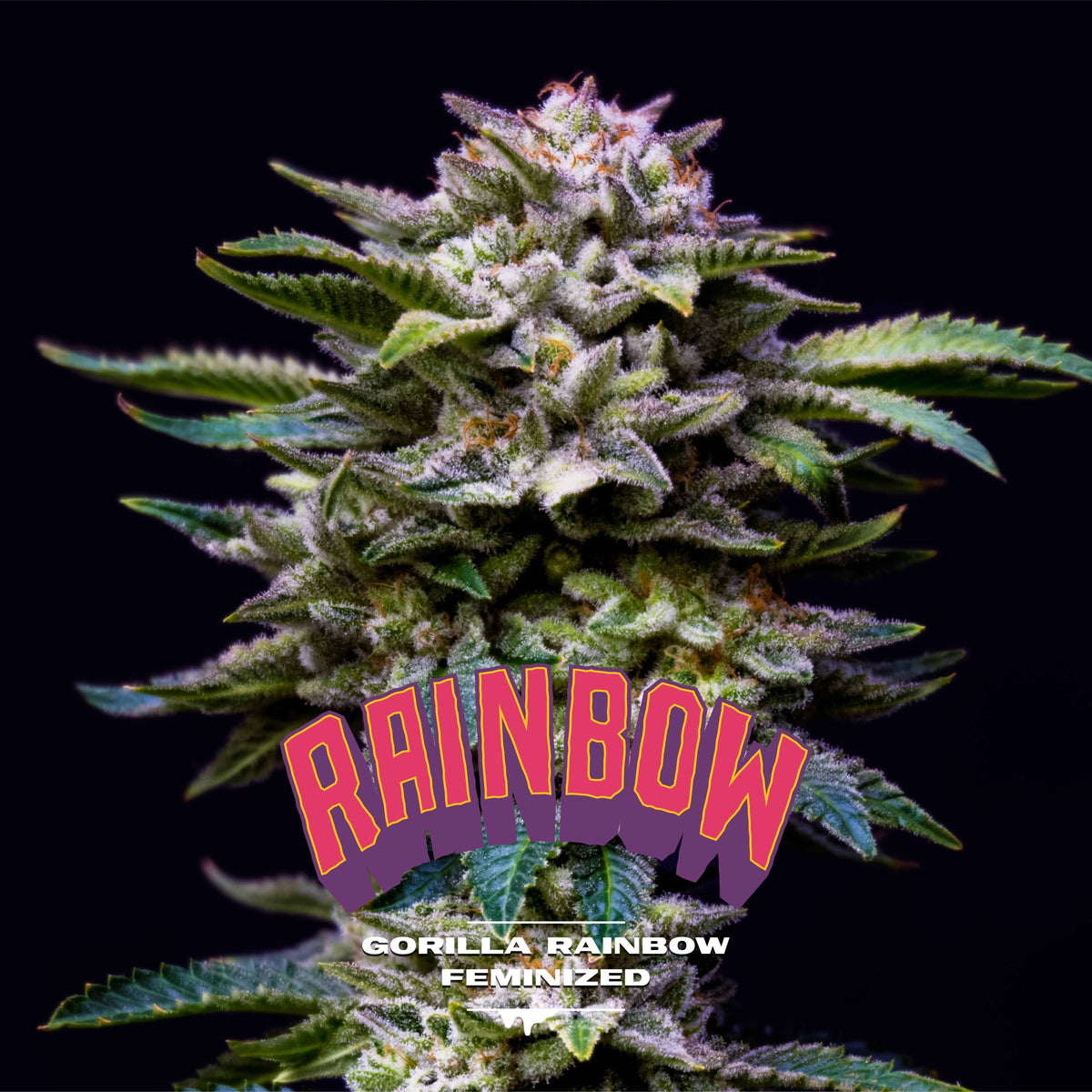 GORILLA RAINBOWS FEM X2-BSF